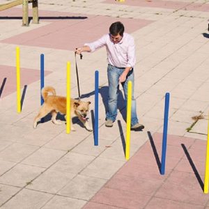 ATELIER Éduc' Canin "slalom"