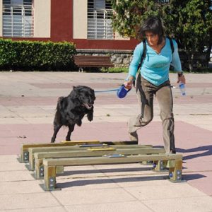 ATELIER Éduc' Canin "saut en longueur"