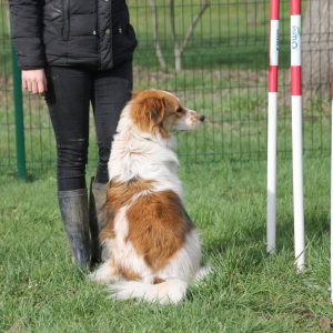 Le SLALOM CANIPARC